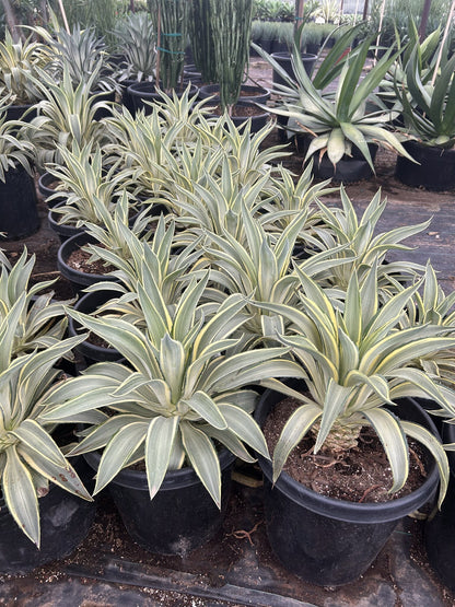 Margarita Agave 10/15 Gallon