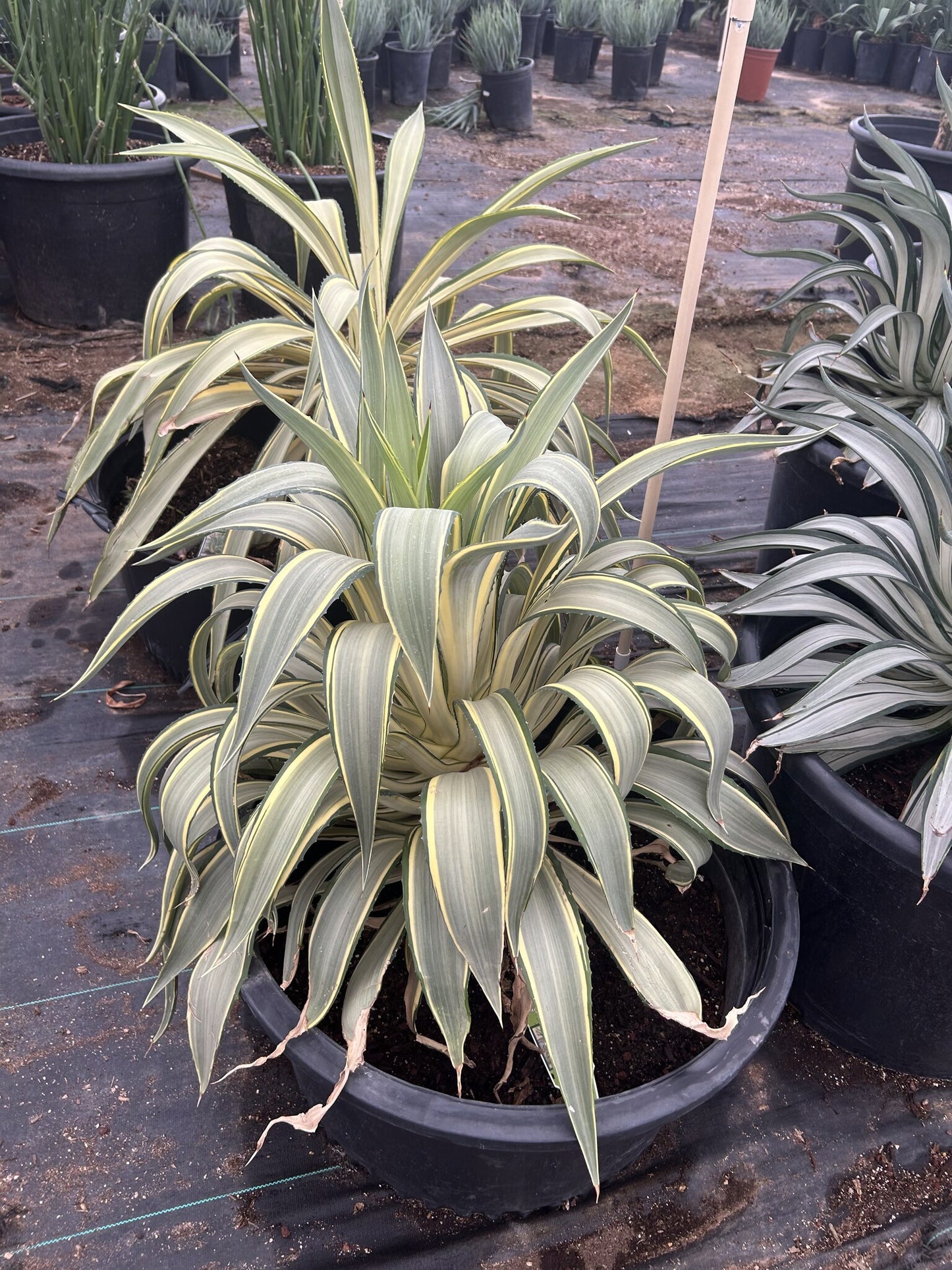 Margarita Agave CCF - 24"/25 Gallon