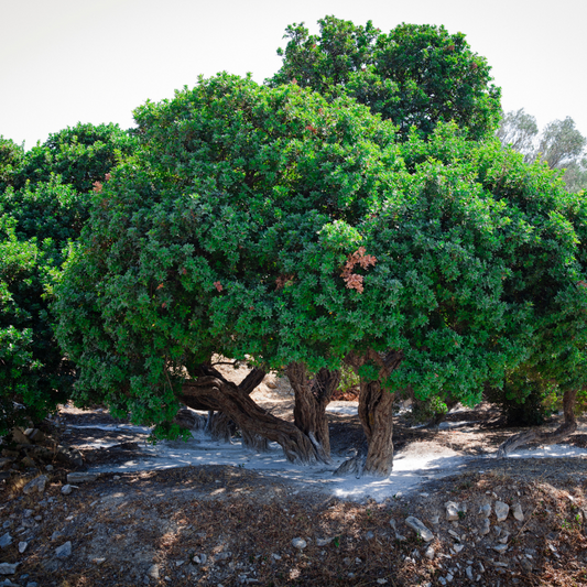 Mastic Tree