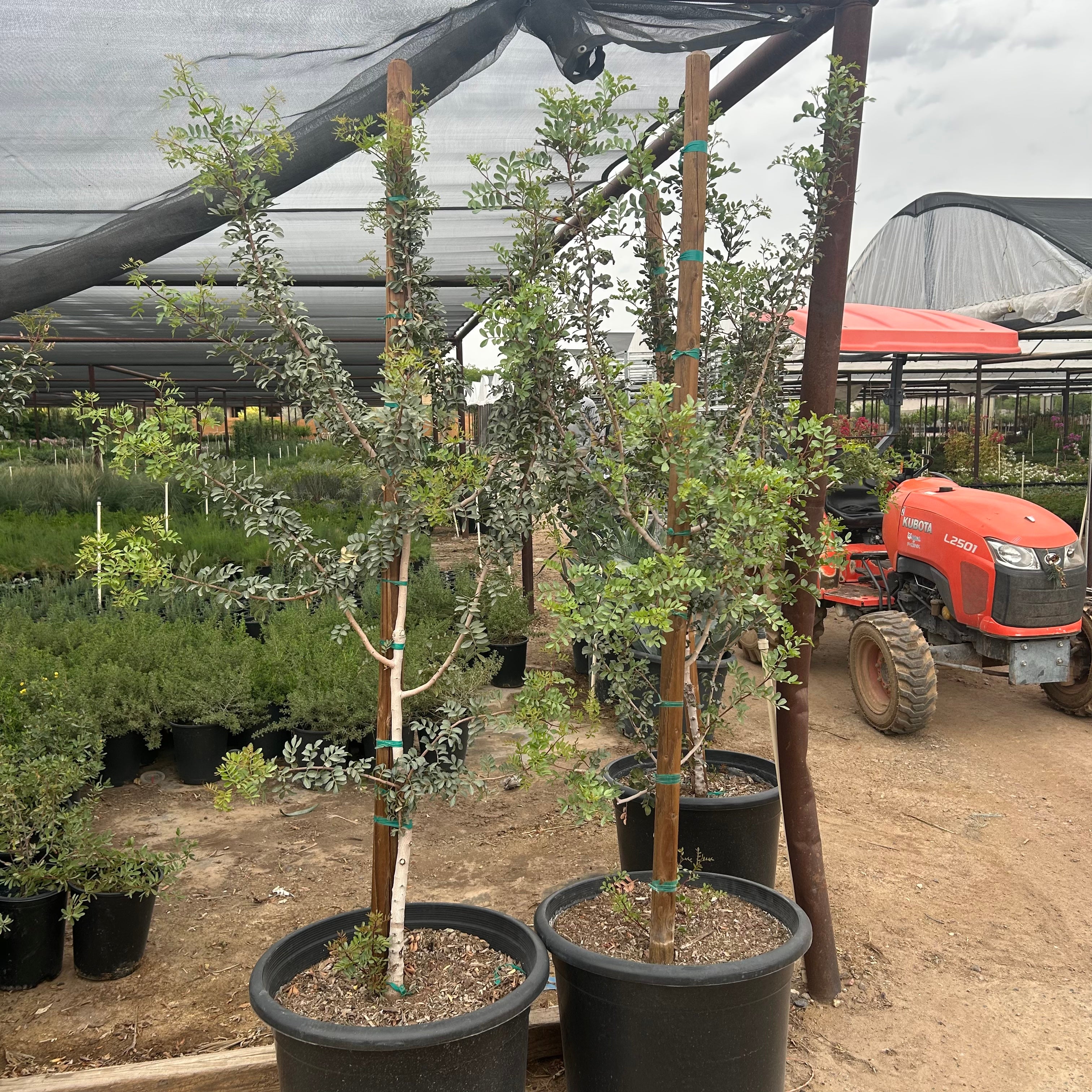 Buy Mastic Tree Phoenix, AZ | Pistacia lentiscus | Three Timbers