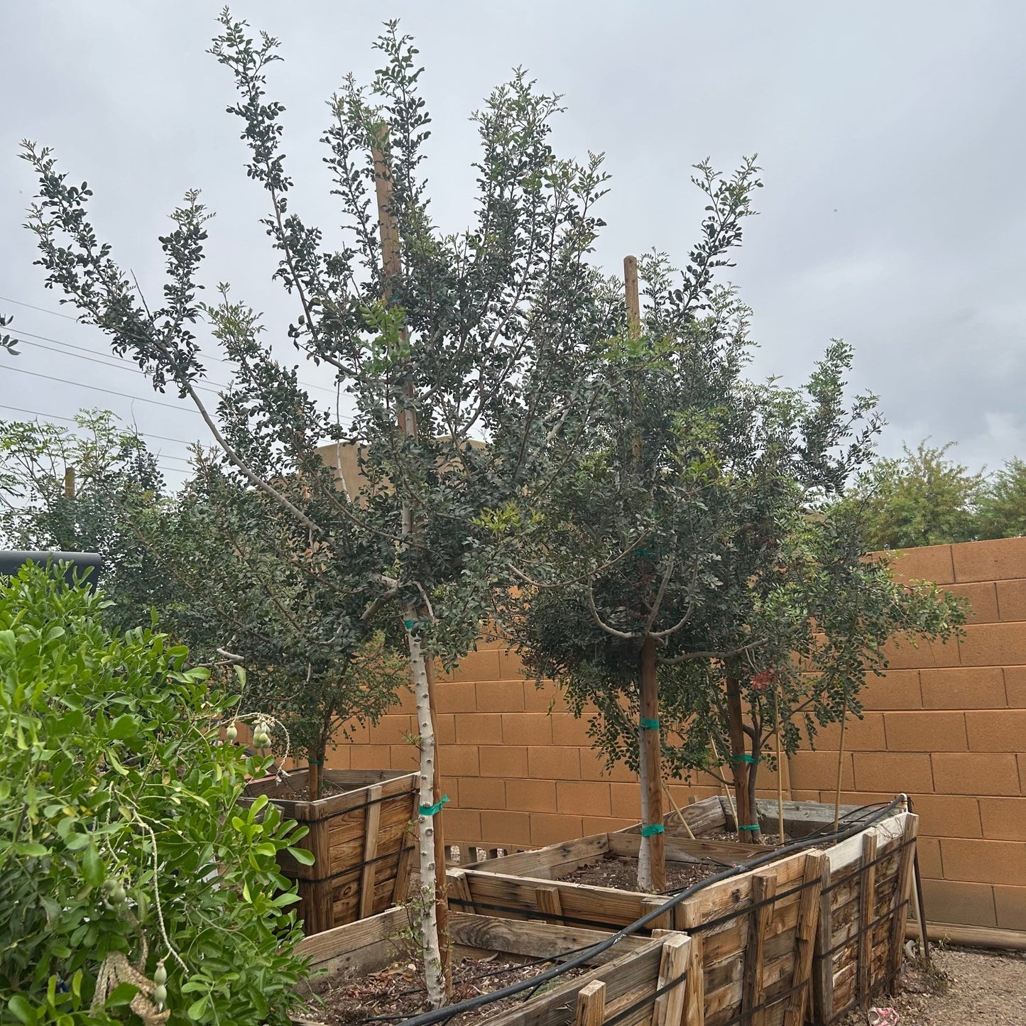 36 inch box Mastic tree (Pistacia lentiscus) in nursery — Phoenix, AZ