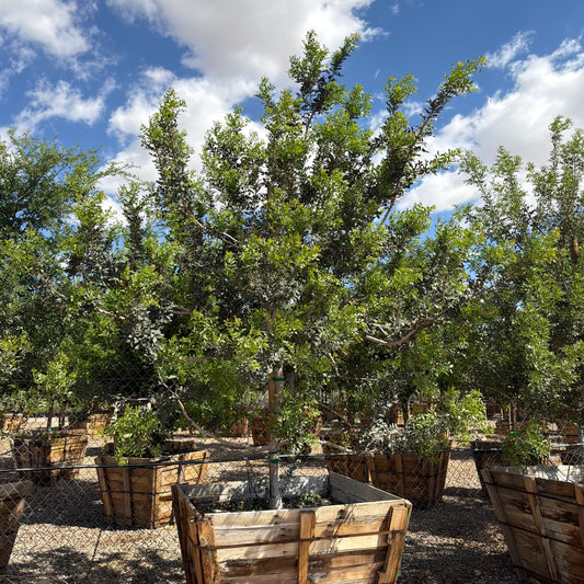48 inch box Mastic Tree (Pistacia lentiscus) in nursery — Phoenix, AZ