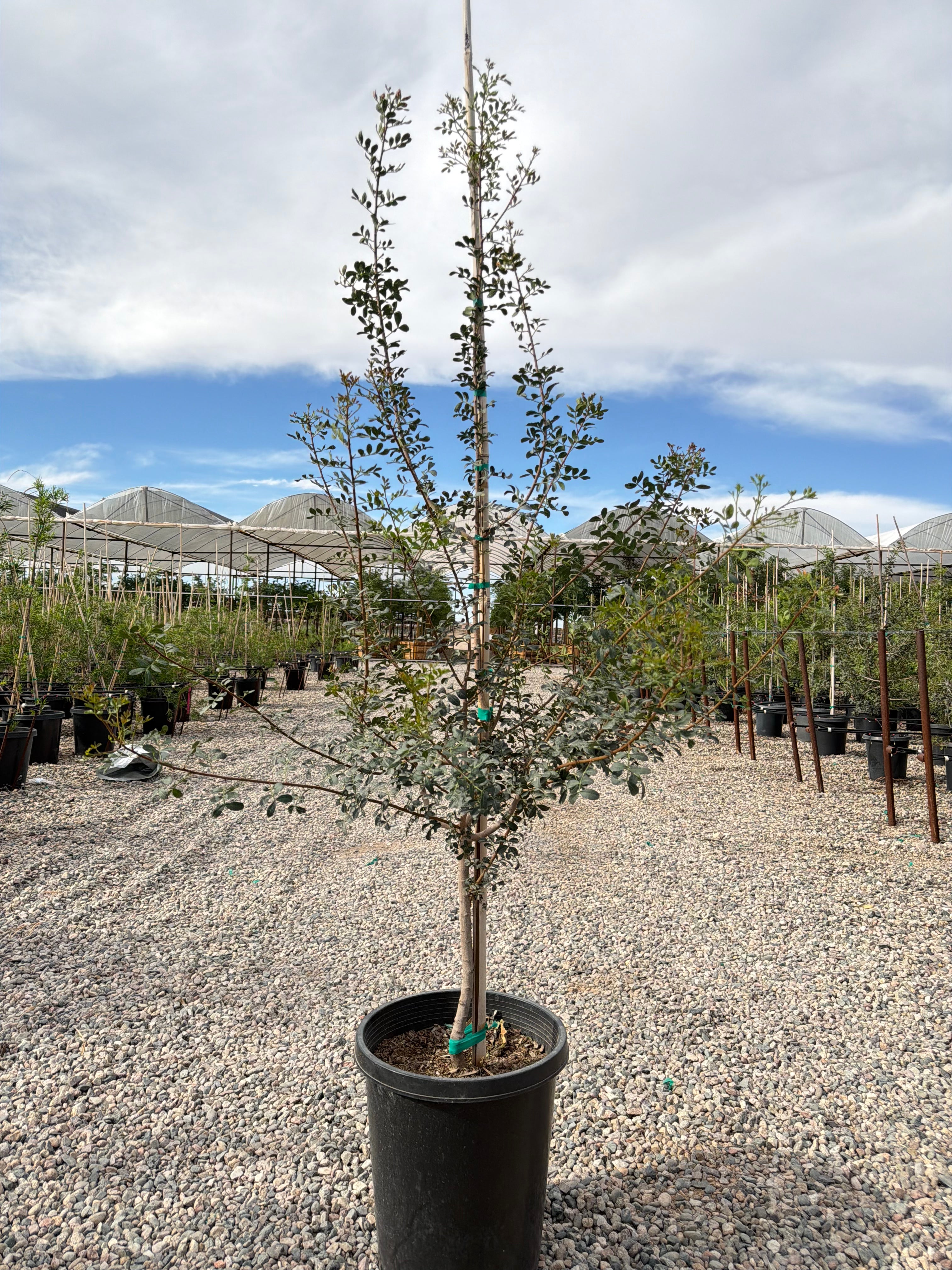 銘木No3 Mastic_Tree_15g.jpg?v=