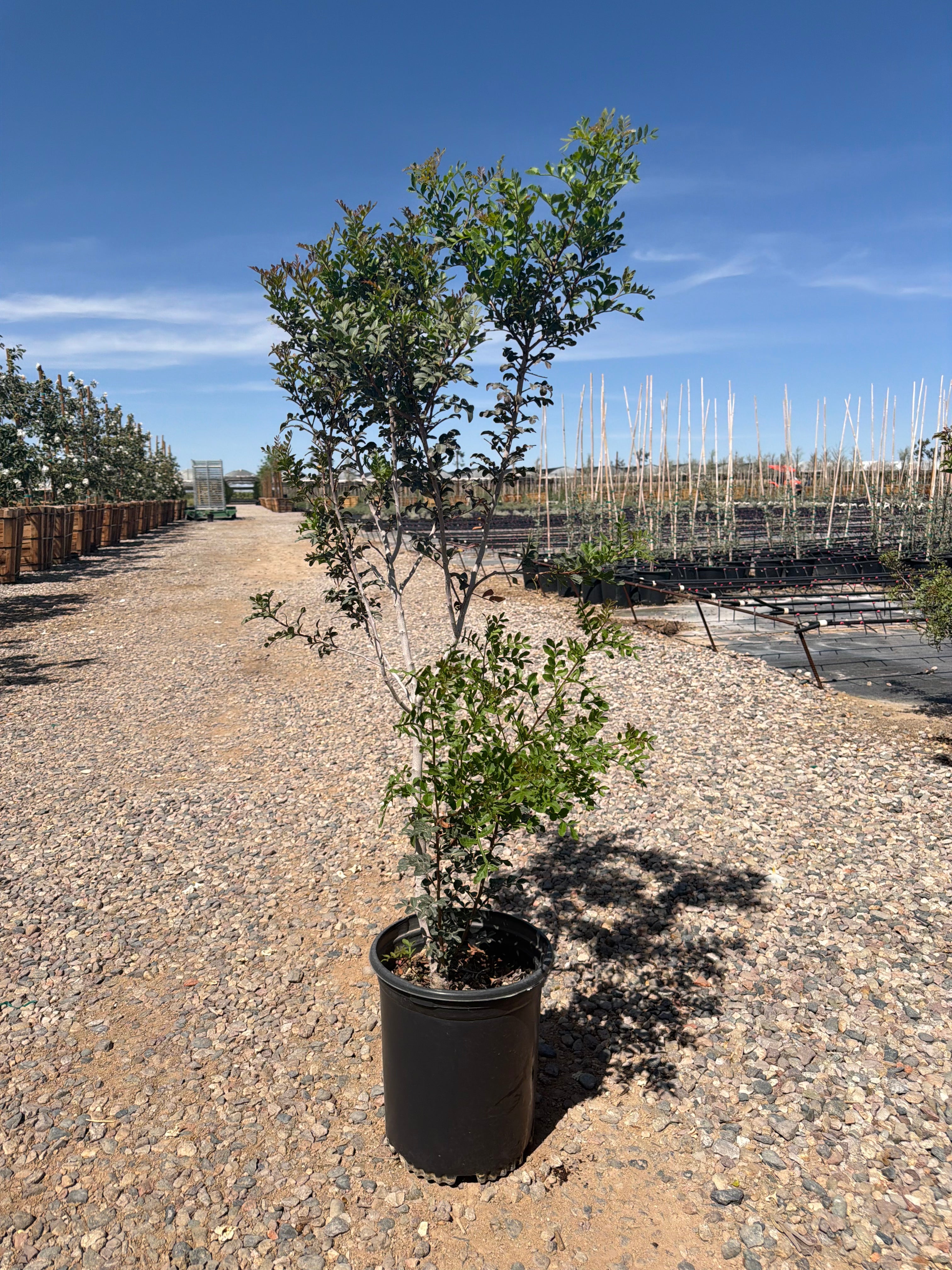 Buy Mastic Tree Phoenix, AZ | Pistacia lentiscus | Three Timbers