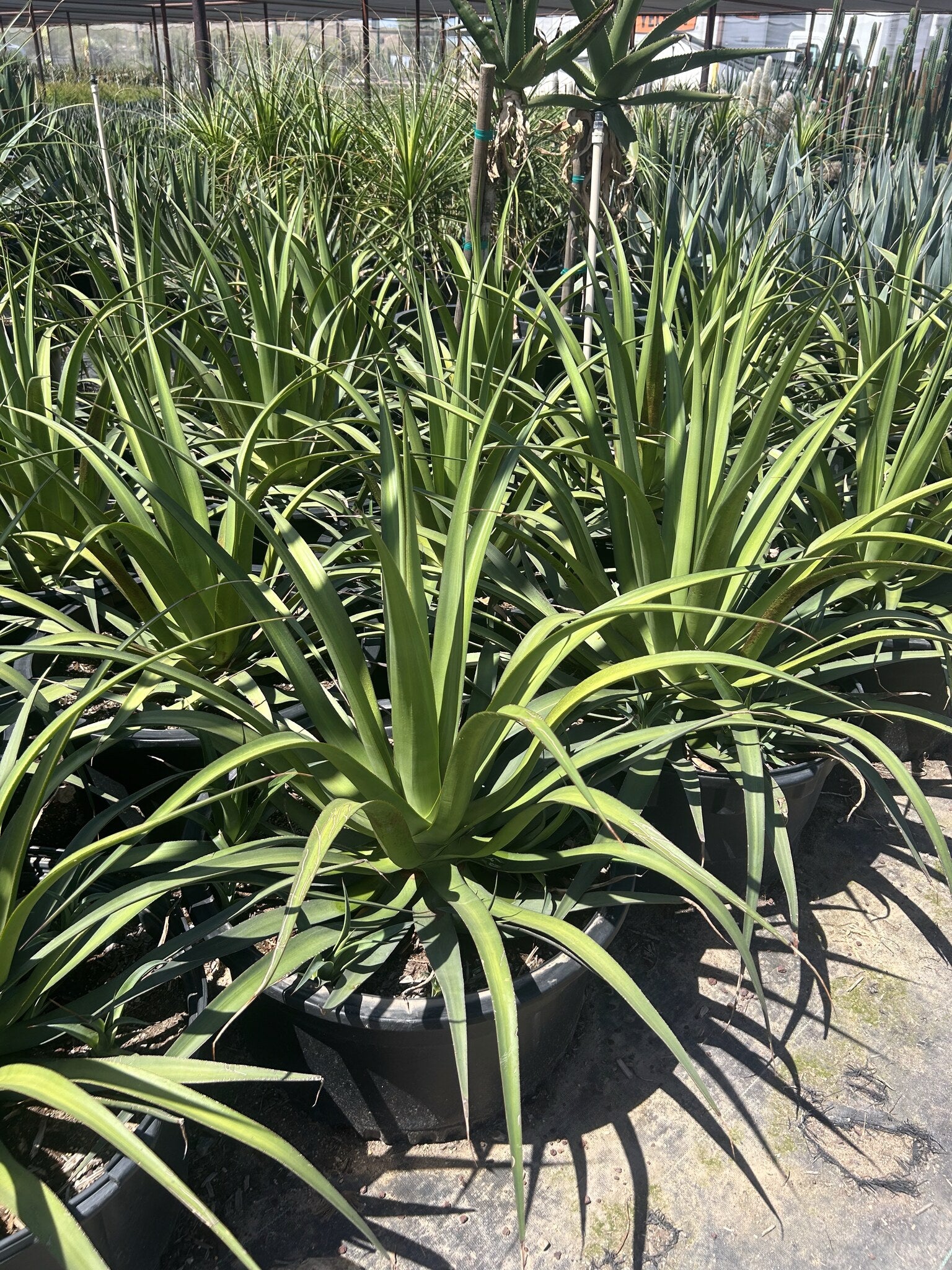 Mateo's Agave - 24"/25 Gallon