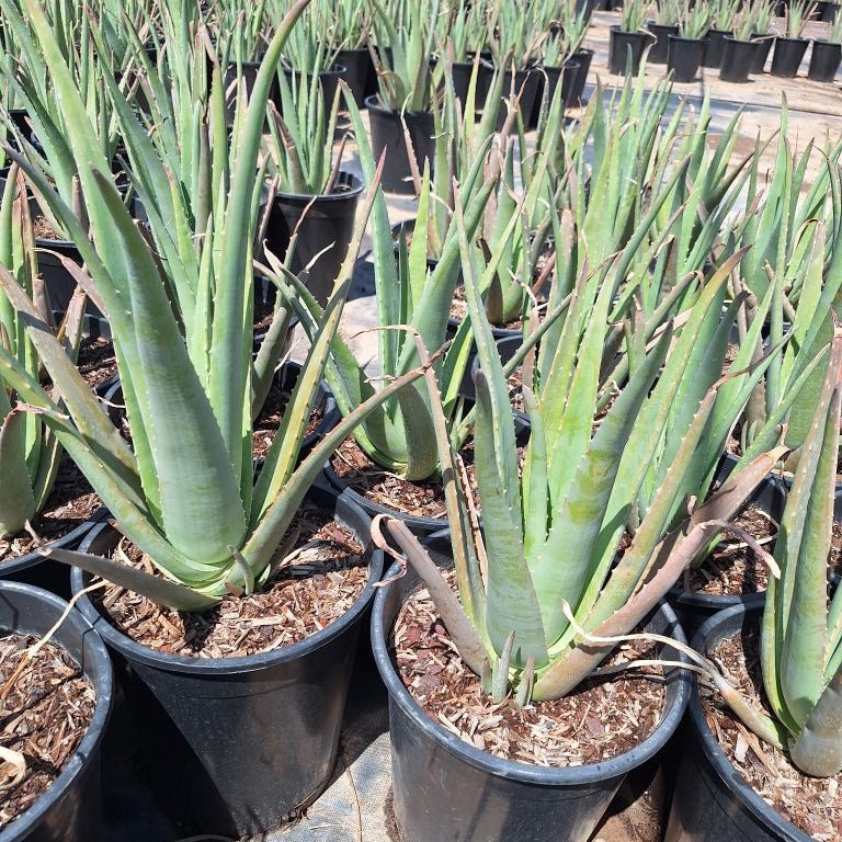 aloe vera plant yellow gel Buy Aloe Vera Yellow Phoenix, AZ | Aloe barbadensis