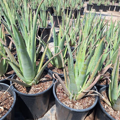 where to buy large aloe vera plant Buy Aloe Vera Yellow Phoenix, AZ | Aloe barbadensis