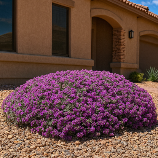 Mediterranean Carpet