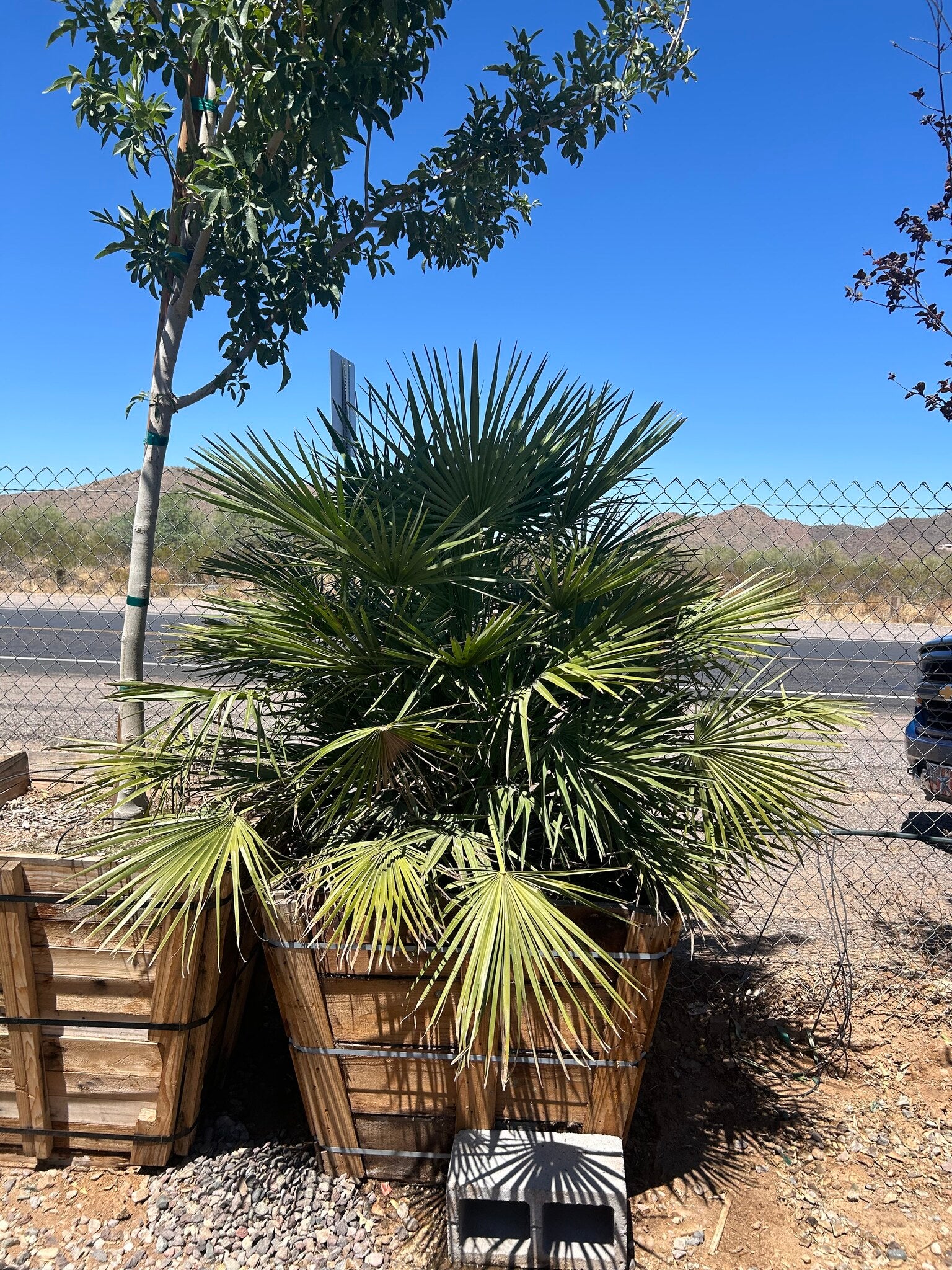 Mediterranean Fan Palm - 36in Box