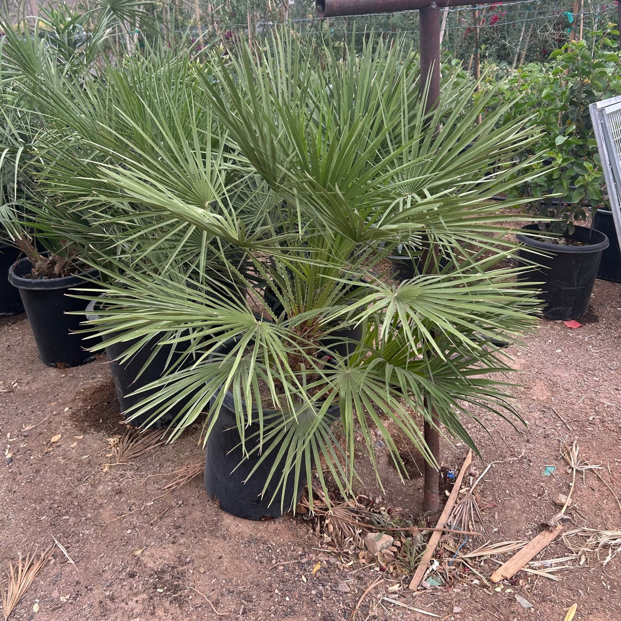 Mediterranean Fan Palm 15 gallon