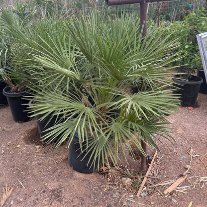 Mediterranean Fan Palm 15 gallon
