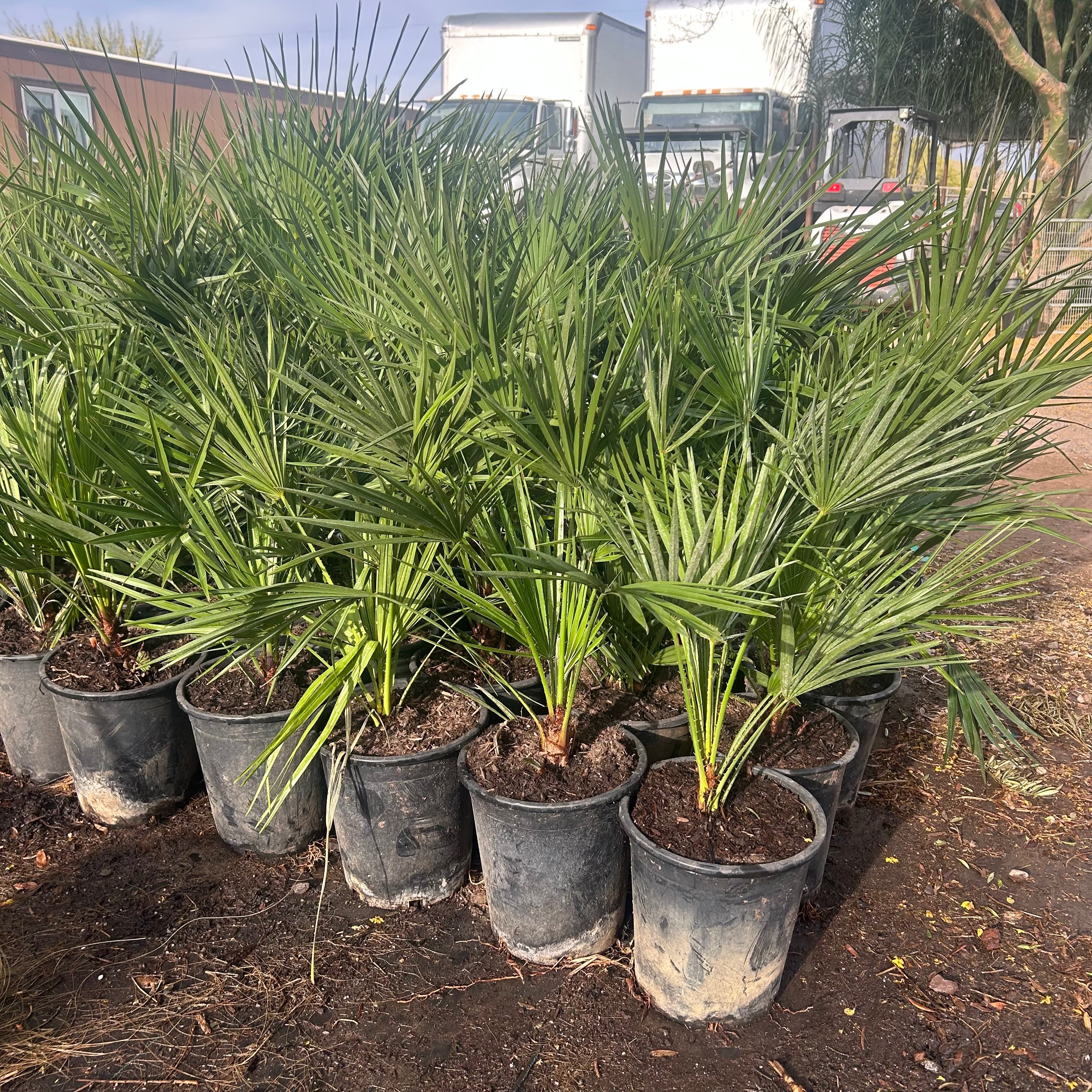 5 gallon Mediterranean Fan Palm (Chamaerops humilis) in nursery pot — Phoenix, AZ
