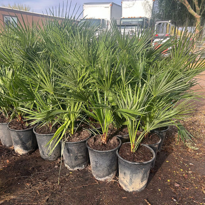 Mediterranean Fan Palm 5 gallon