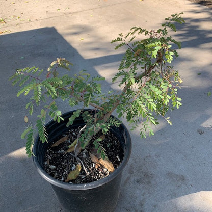 Mexican Bird of Paradise