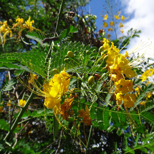 Mexican Bird of Paradise