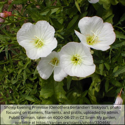 Mexican Evening Primrose