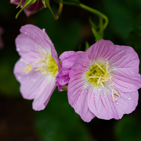 Mexican Evening Primrose