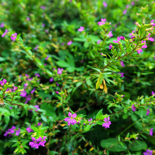 Mexican False Heather