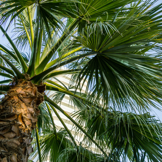 Mexican Fan Palm