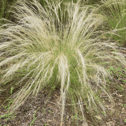 Mexican Thread Grass (Nassella tenuissima) showing silky golden-green flowing mound in landscape — Phoenix, AZ