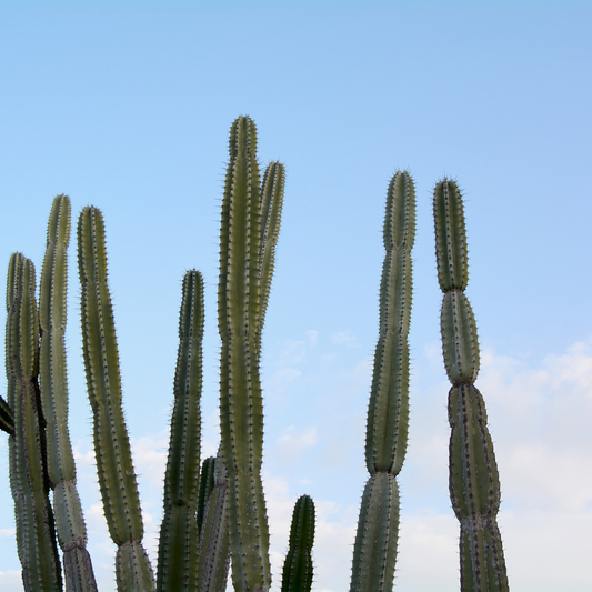 Mexican Fencepost