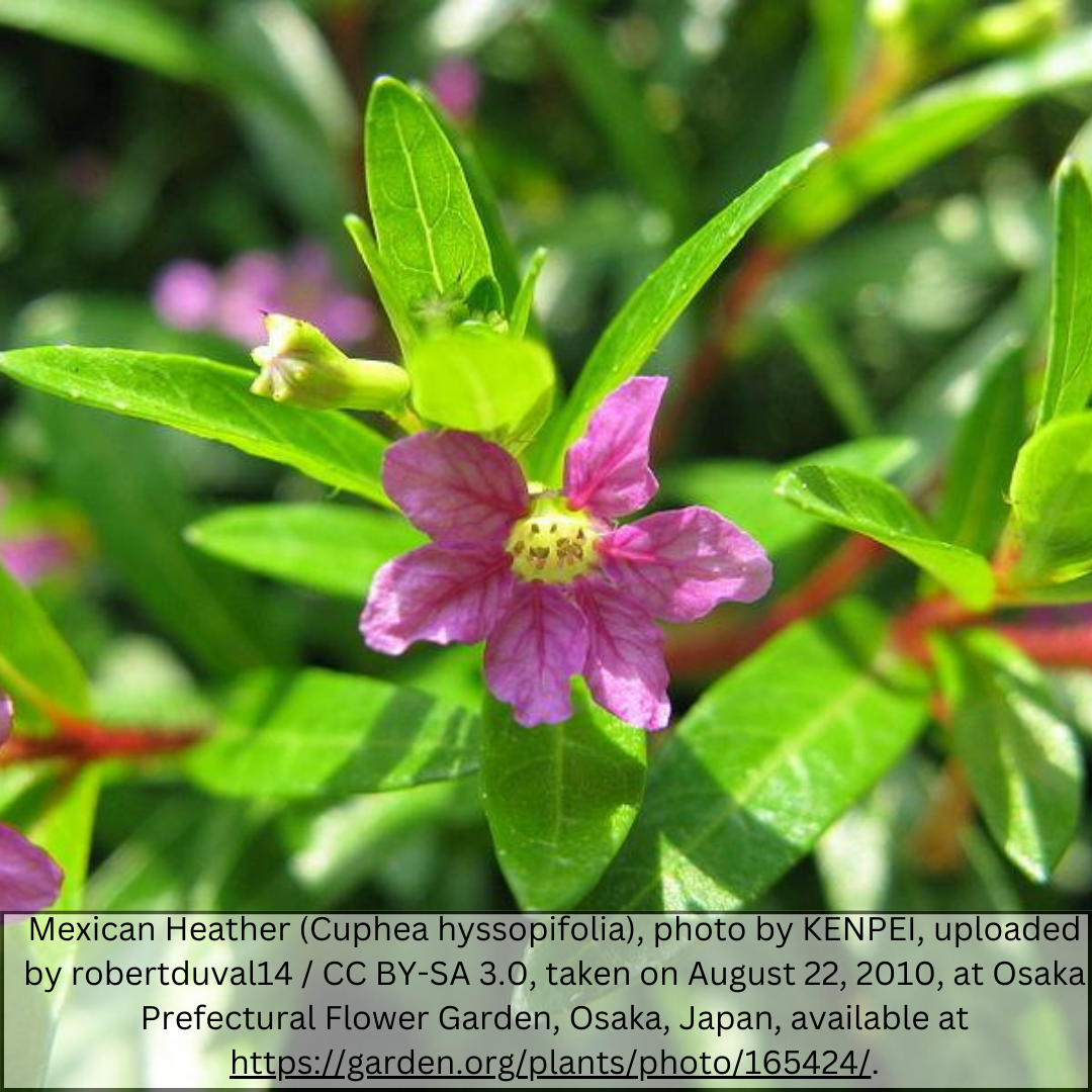 Mexican False Heather