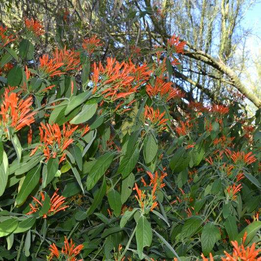 Mexican Honeysuckle