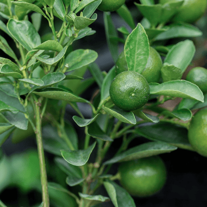 Mexican Lime Tree (Citrus aurantiifolia) with green Key Limes and glossy leaves — Phoenix, AZ