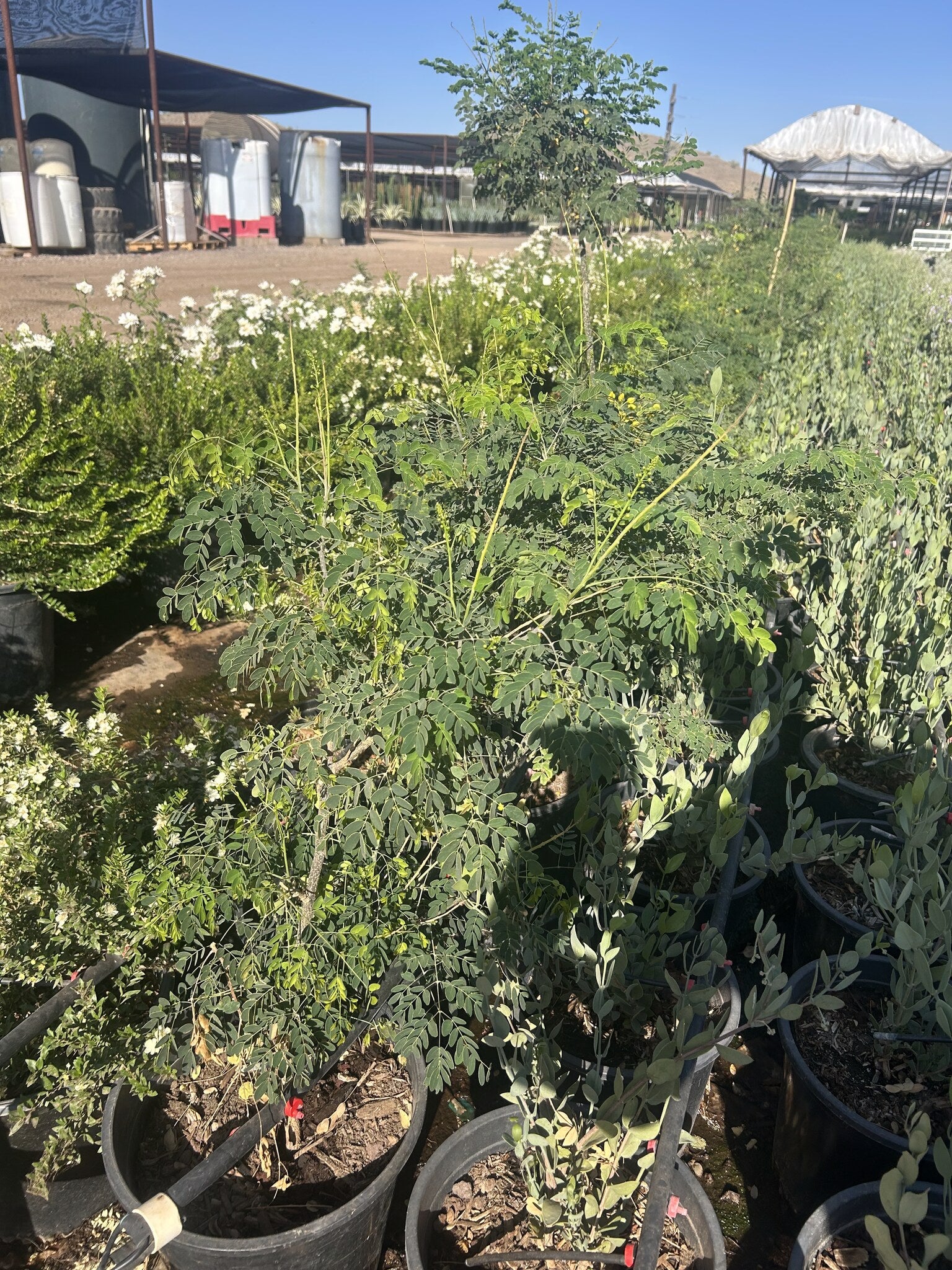 Buy Mexican Bird of Paradise Phoenix, AZ | Caesalpinia | Three