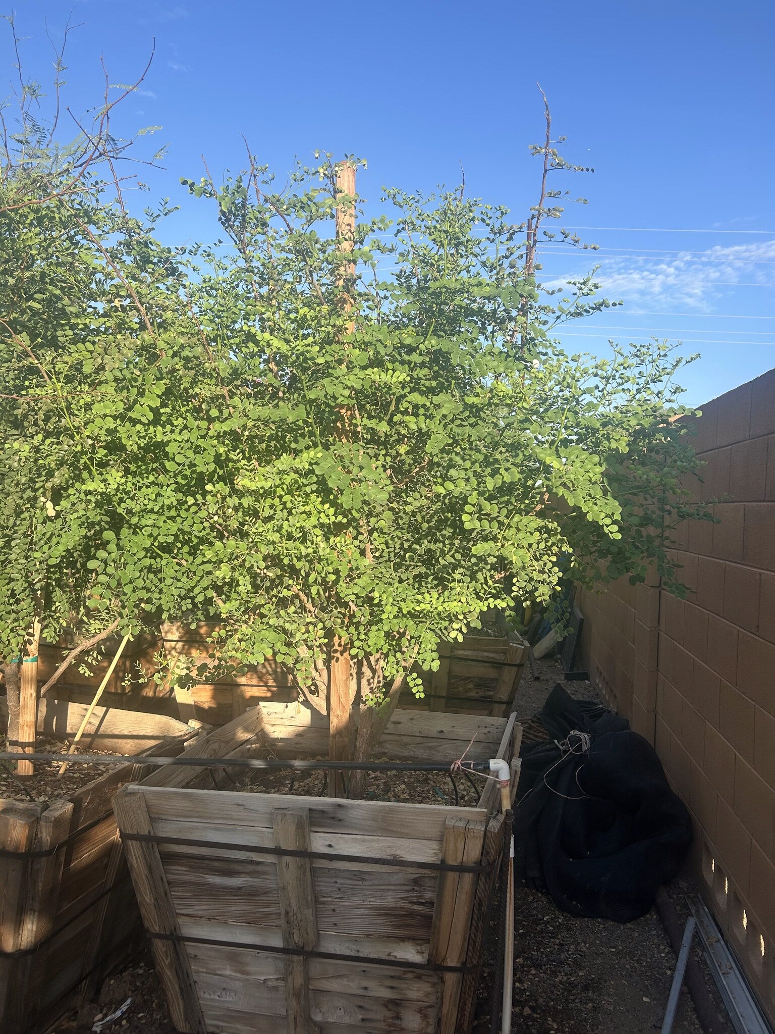 Mexican Bird of Paradise - 36"
