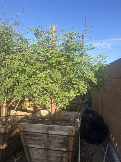 Mexican Bird of Paradise - 36"