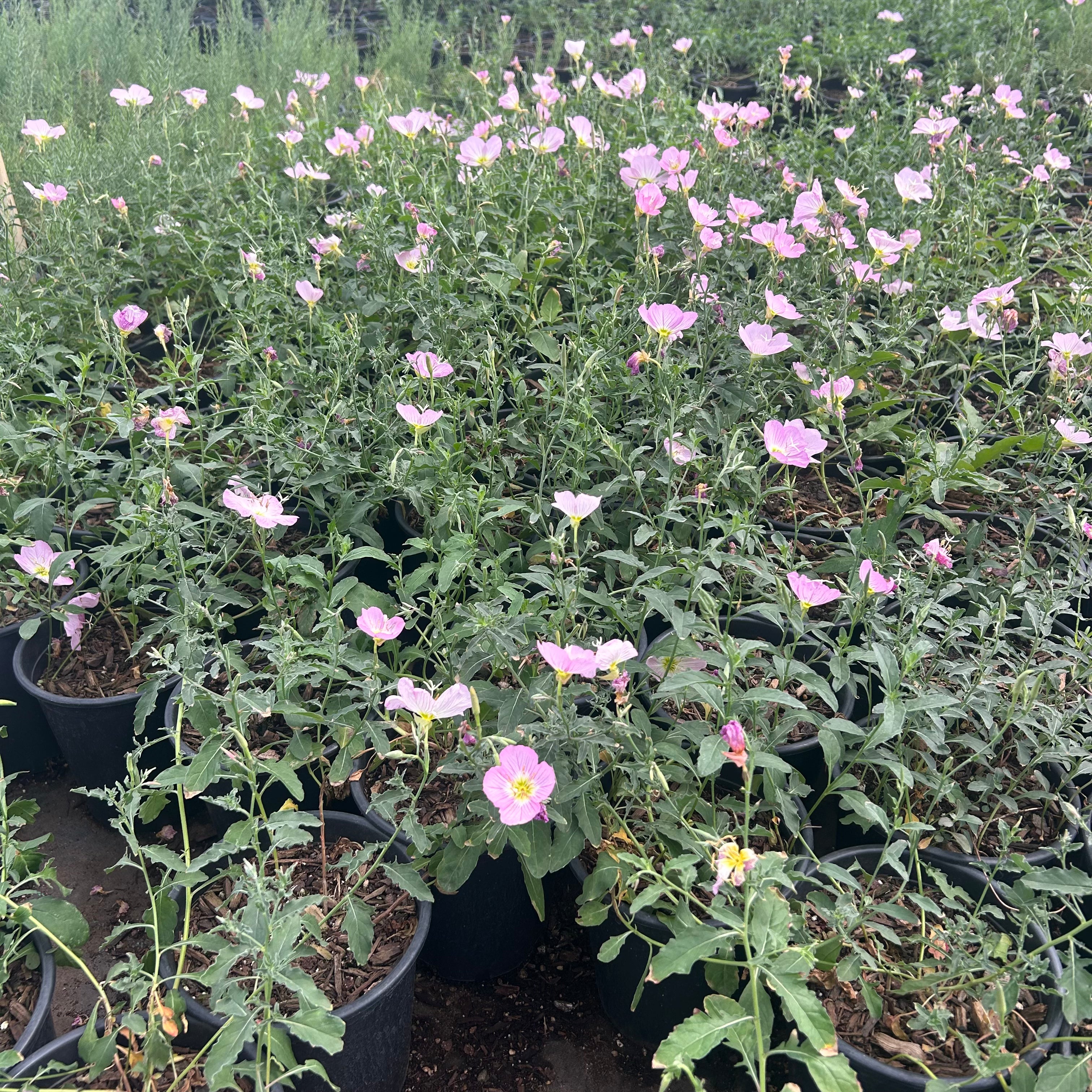 Mexican Evening Primrose (Oenothera speciosa) in nursery pot — Phoenix, AZ