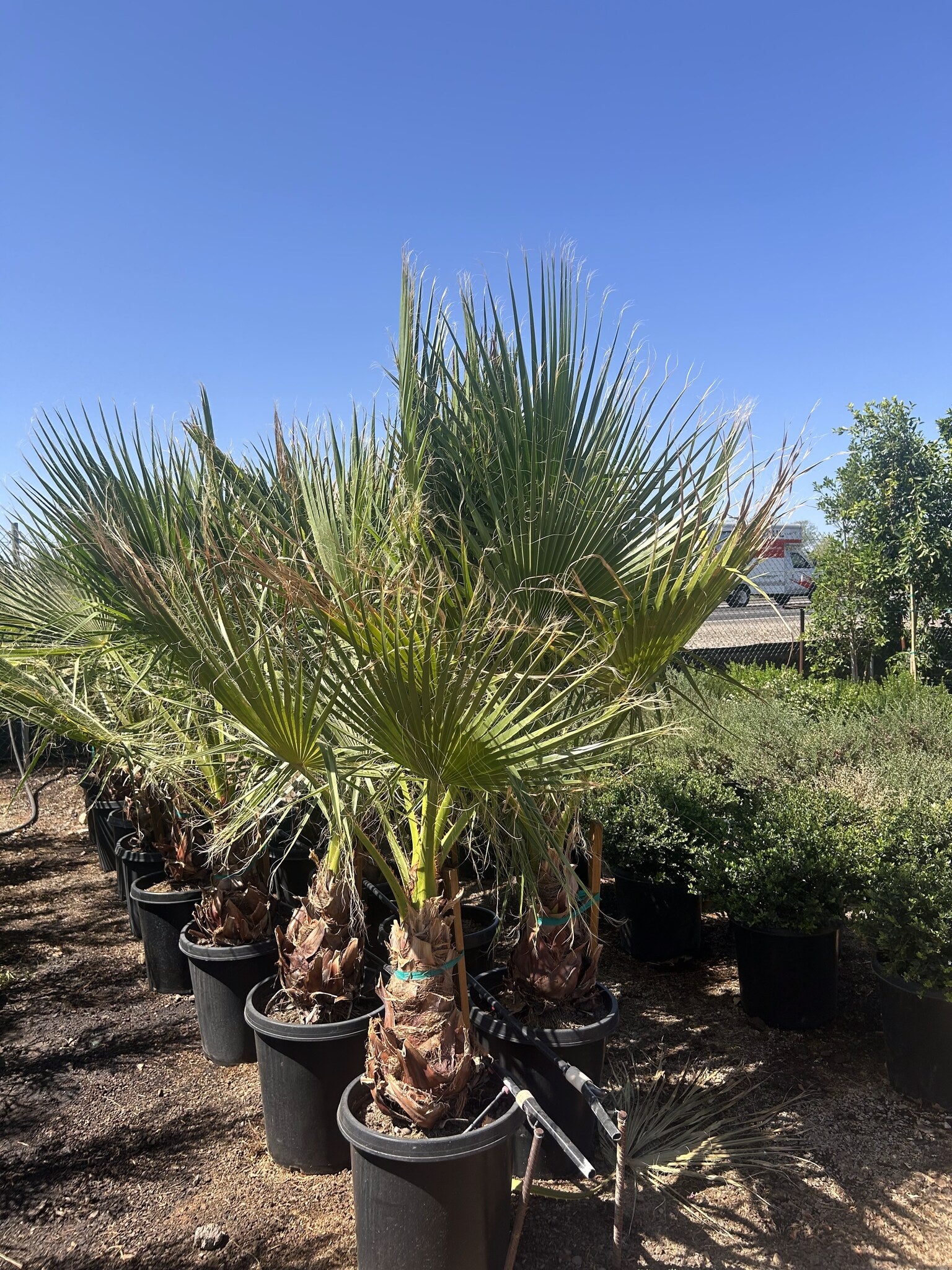 Mexican Fan Palm