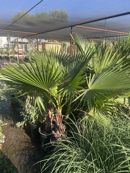 Mexican Fan Palm - 3/5 Gallon