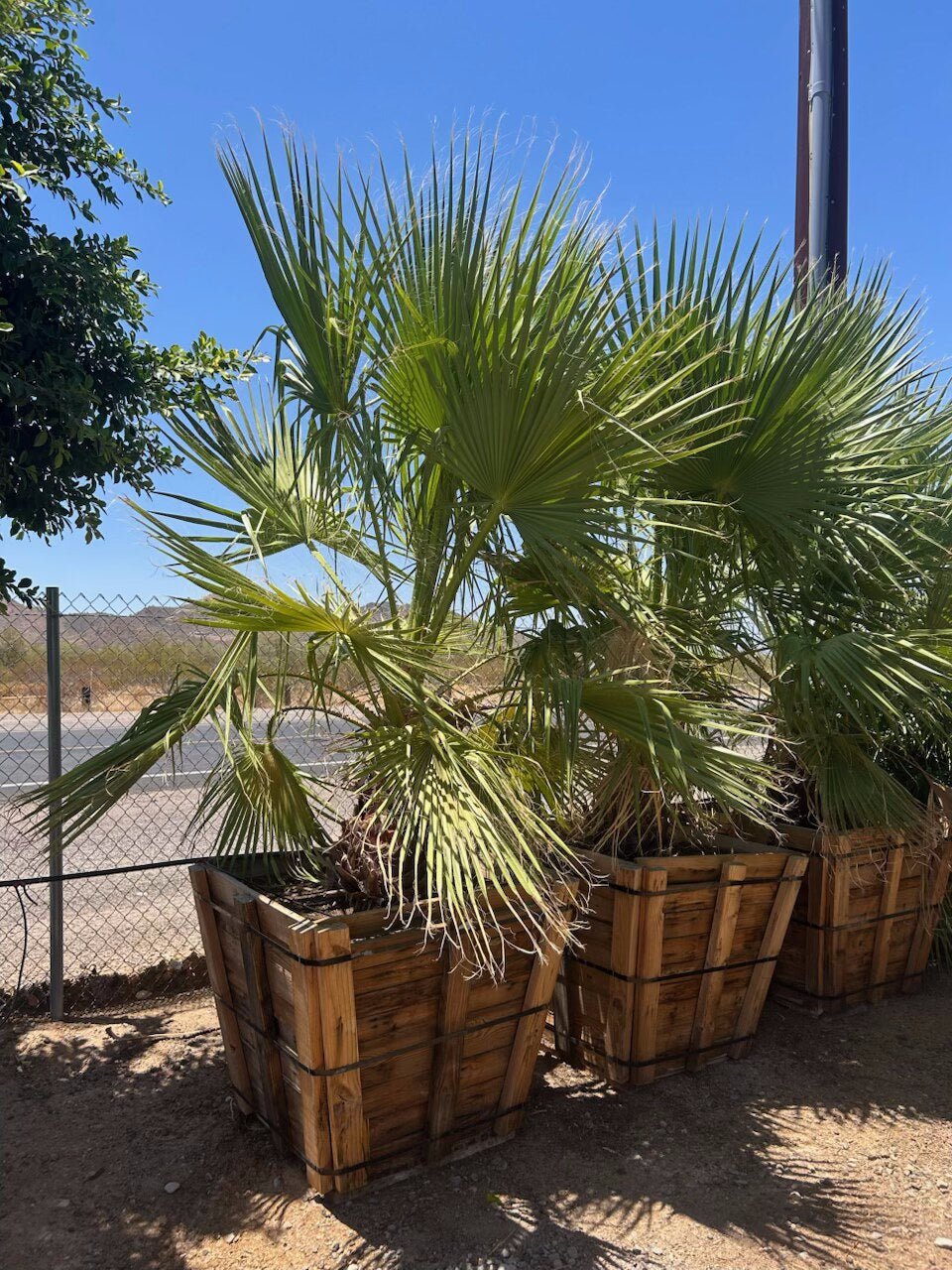 Mexican Fan Palm