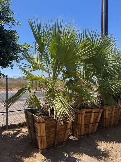 Mexican Fan Palm