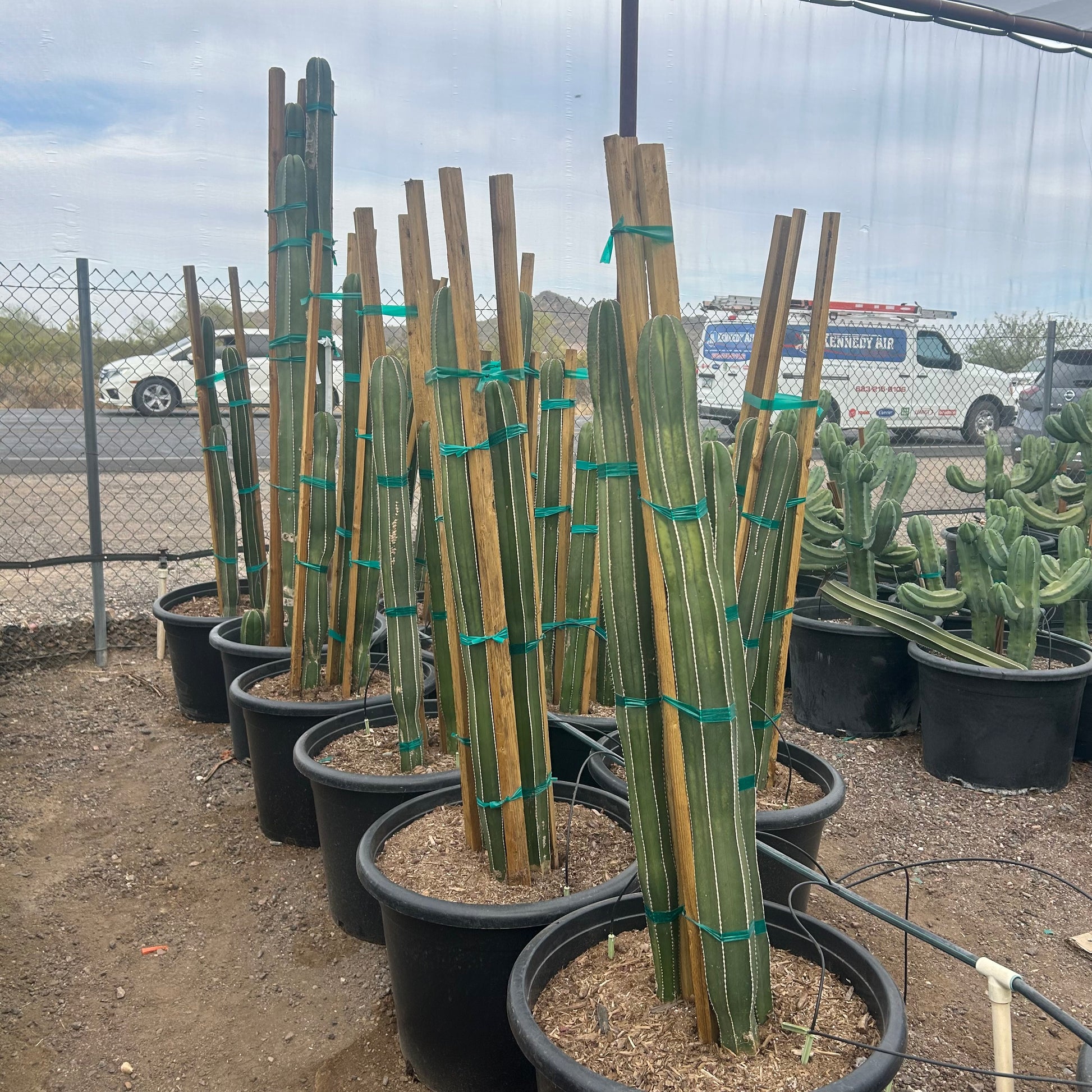 25 gallon Mexican Fence Post Cactus (Pachycereus marginatus) in nursery pot — Phoenix, AZ