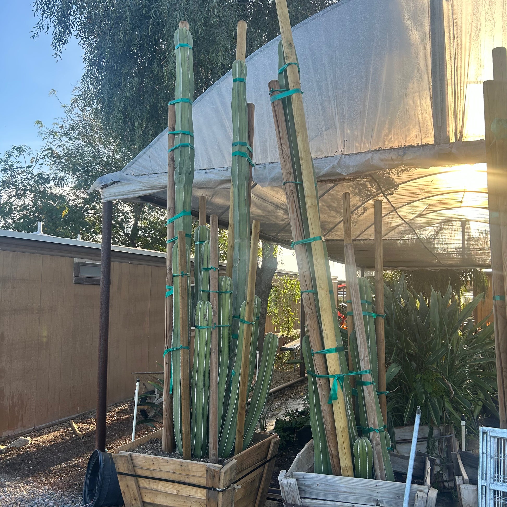30" box Mexican Fencepost Cactus (Pachycereus marginatus) in nursery pot — Phoenix, AZ