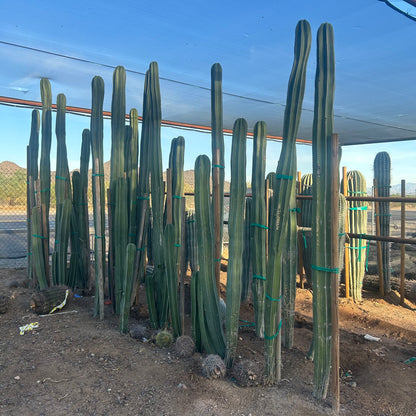 Mexican Fencepost Cactus (Pachycereus marginatus) bareroot — Phoenix, AZ
