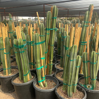 15 gallon Mexican Fencepost Cactus (Pachycereus marginatus) in nursery pot — Phoenix, AZ