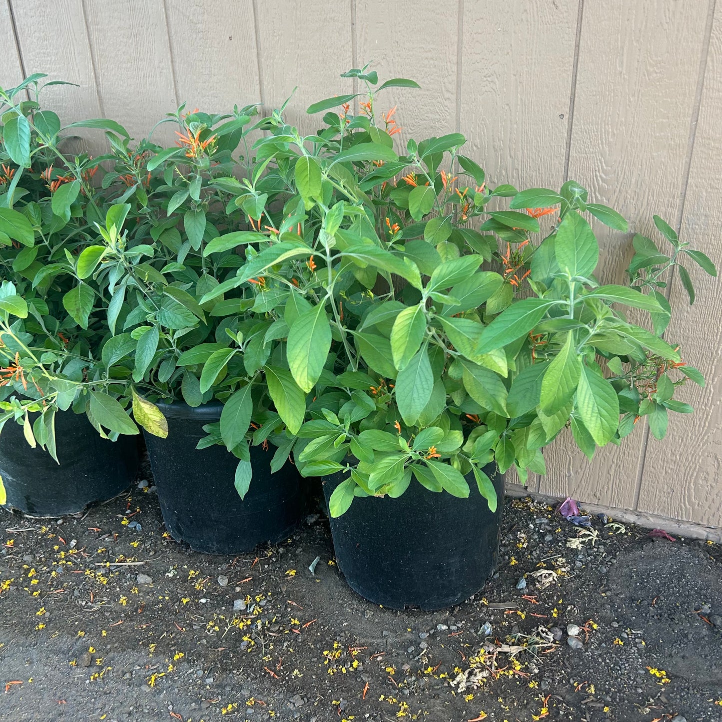 15 gallon Mexican Honeysuckle (Justicia spicigera) in nursery pot — Phoenix, AZ