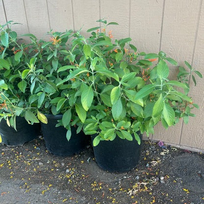 15 gallon Mexican Honeysuckle (Justicia spicigera) in nursery pot — Phoenix, AZ