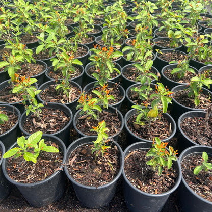 1 gallon Mexican Honeysuckle (Justicia spicigera) in nursery pot — Phoenix, AZ