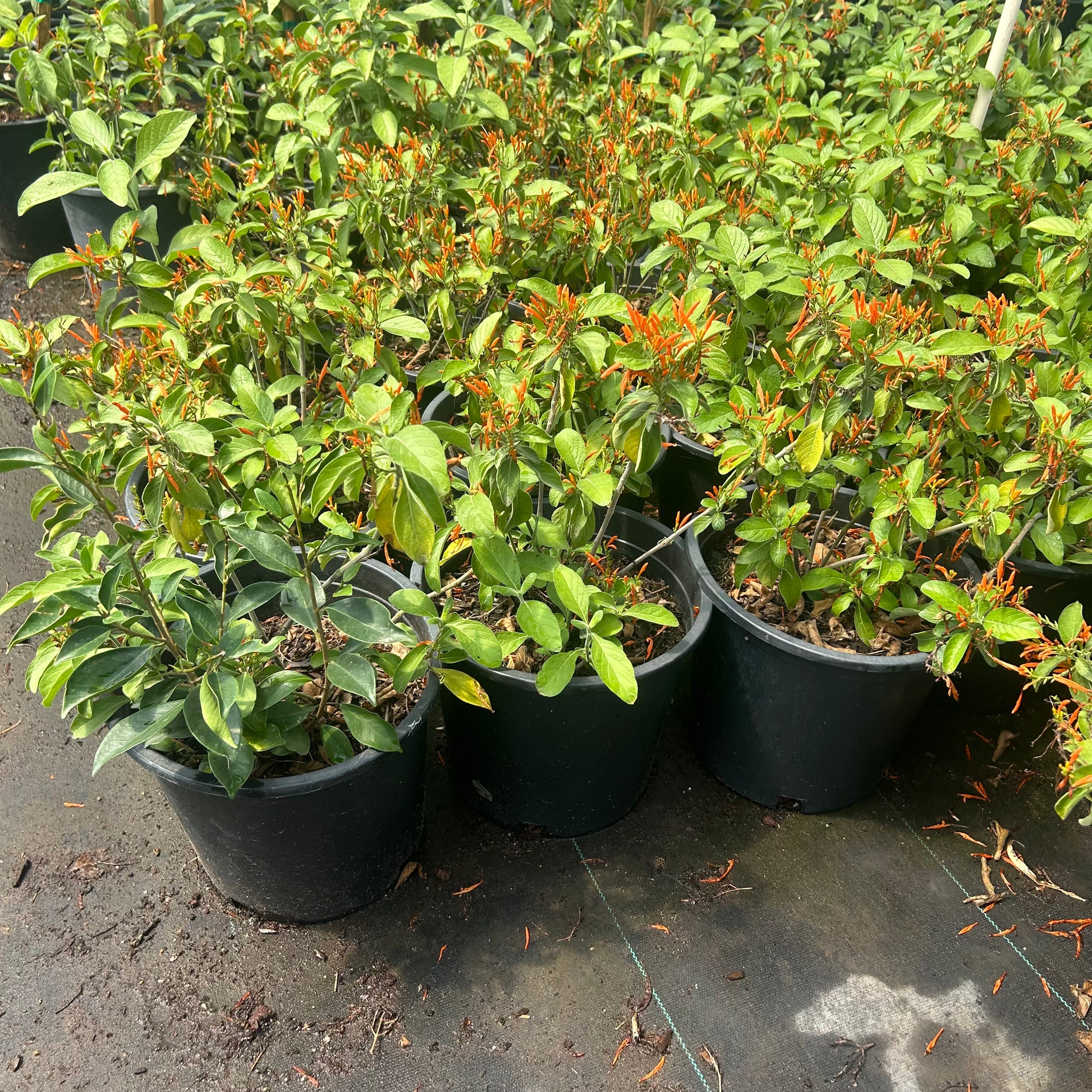 5 gallon Mexican Honeysuckle (Justicia spicigera) in nursery pot — Phoenix, AZ