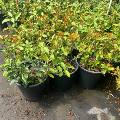 5 gallon Mexican Honeysuckle (Justicia spicigera) in nursery pot — Phoenix, AZ
