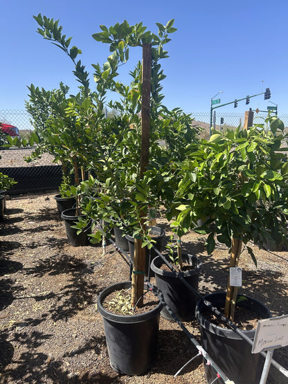 Mexican Lime