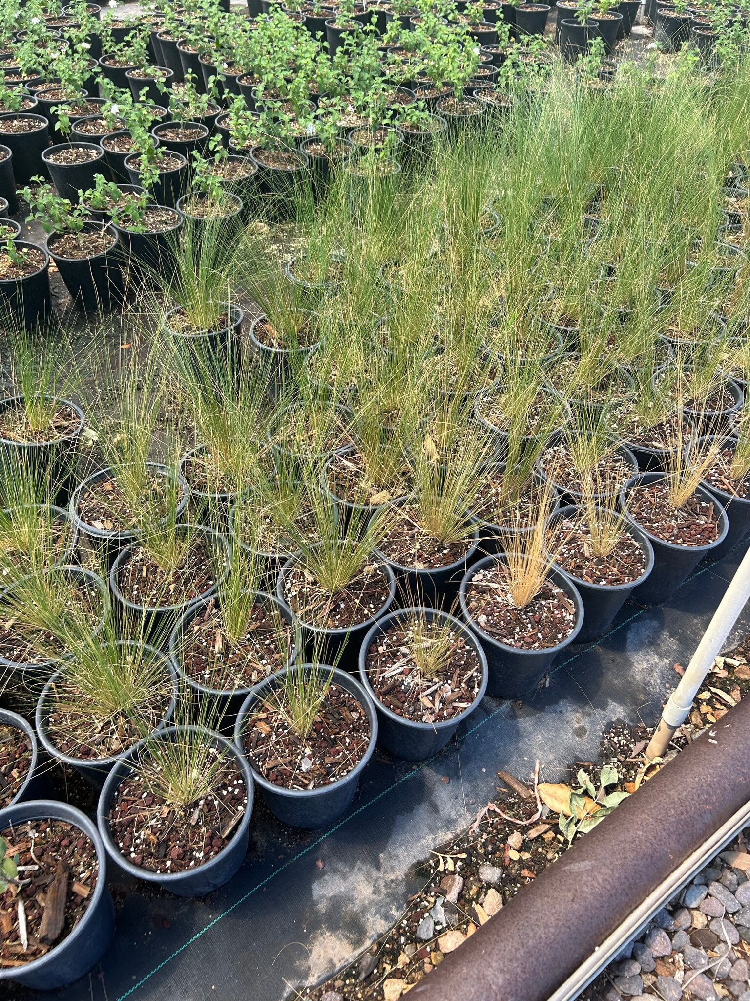 Mexican Thread Grass