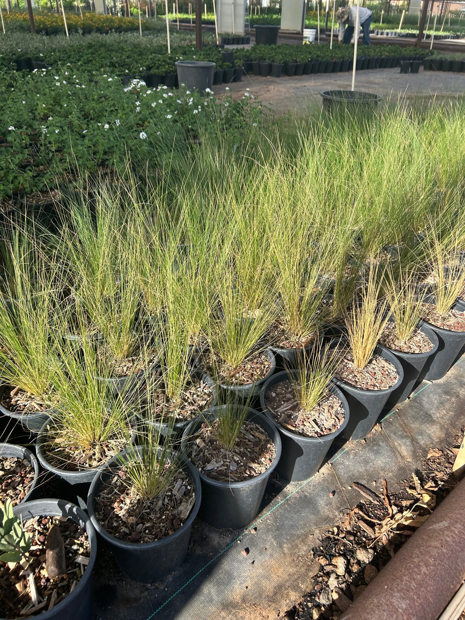 Mexican Thread Grass
