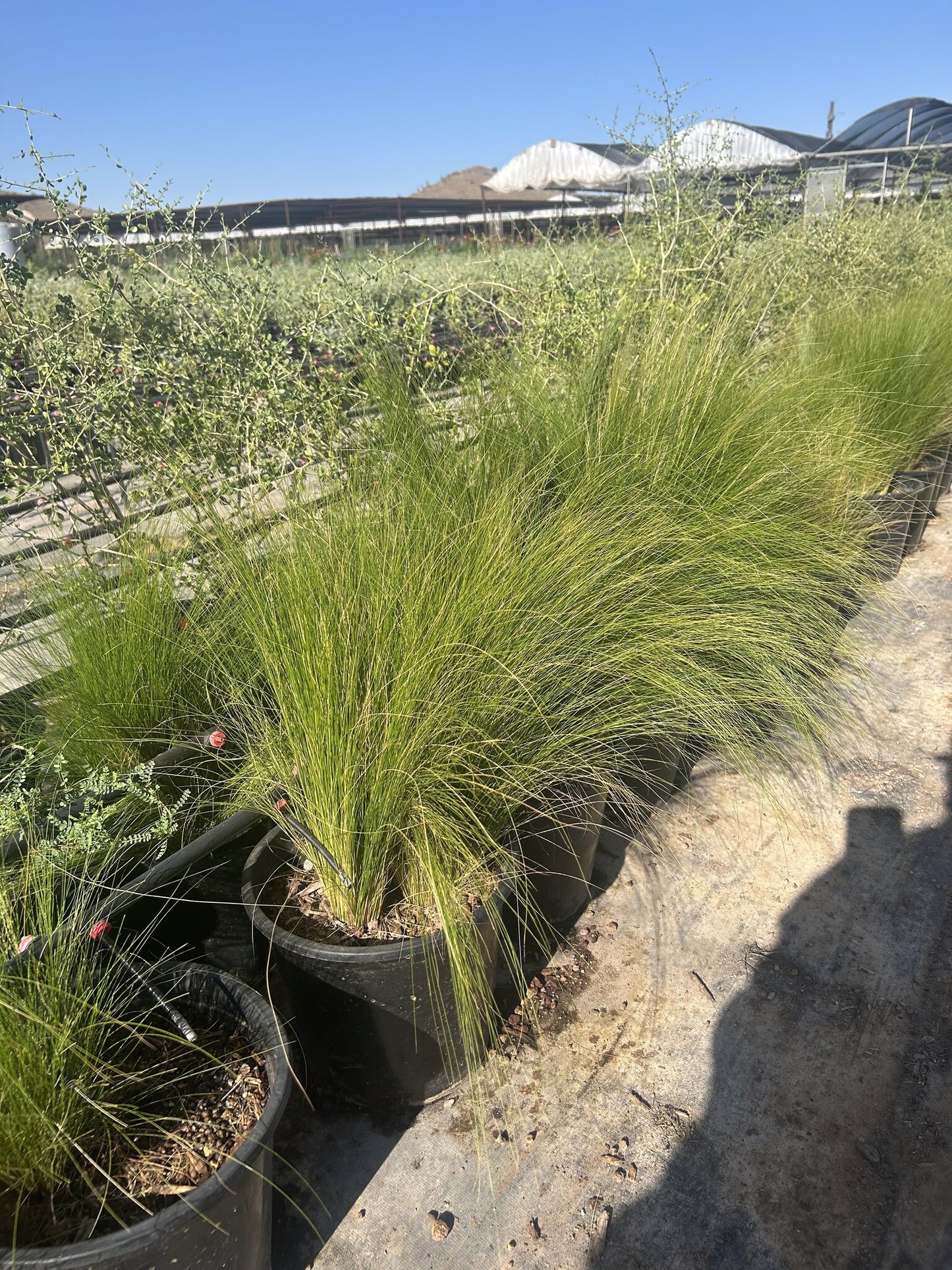 Mexican Thread Grass - 3/5 Gallon