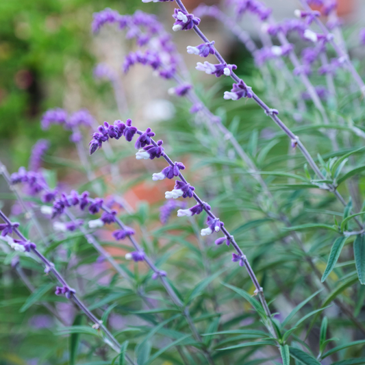 Mexican Bush Sage